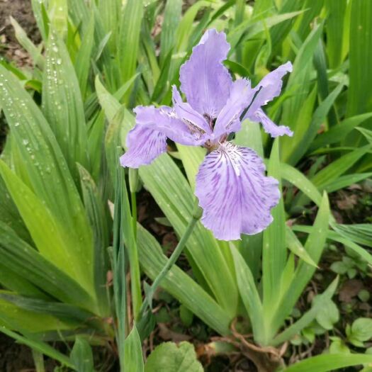 成都 紫娇花，四川优质紫娇花种植基地，成都紫娇花批发价格