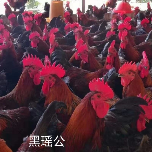 南宁 瑶鸡苗孵化场直销包运输成活