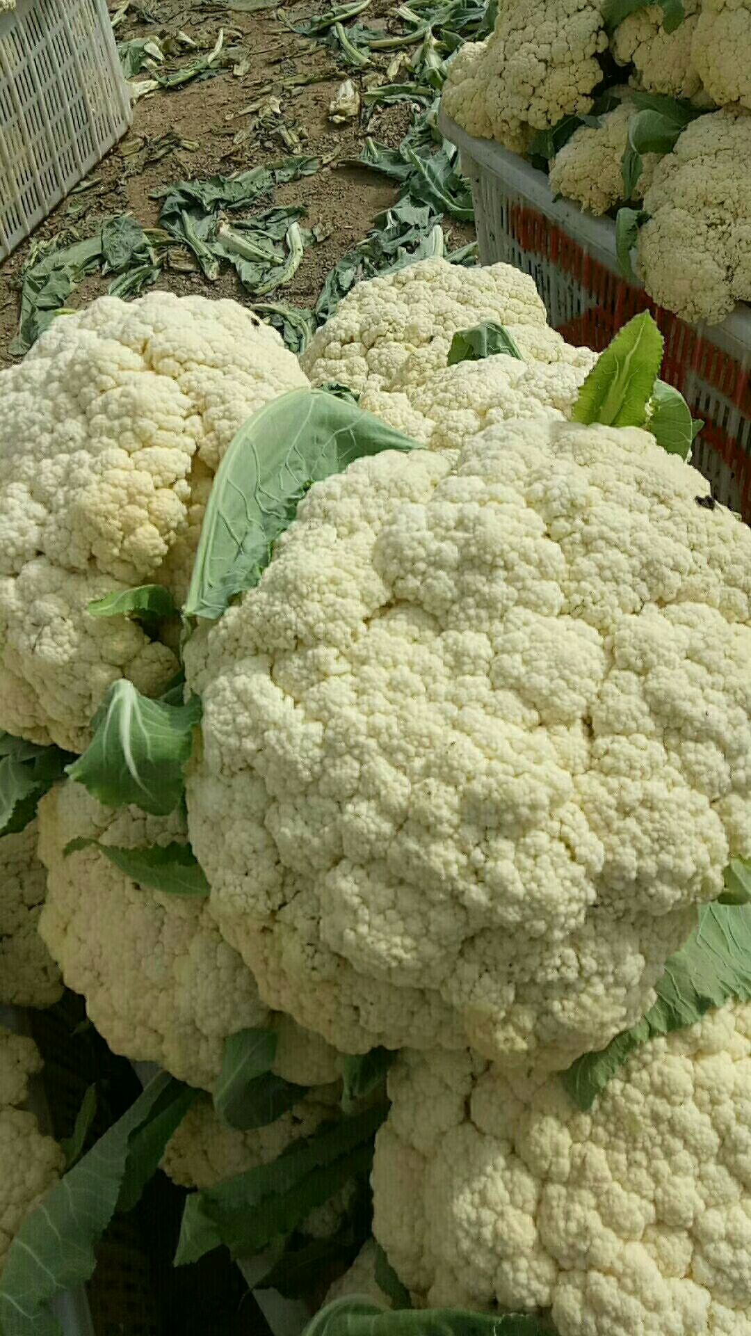 白皮洋葱  库存洋葱开始热卖了