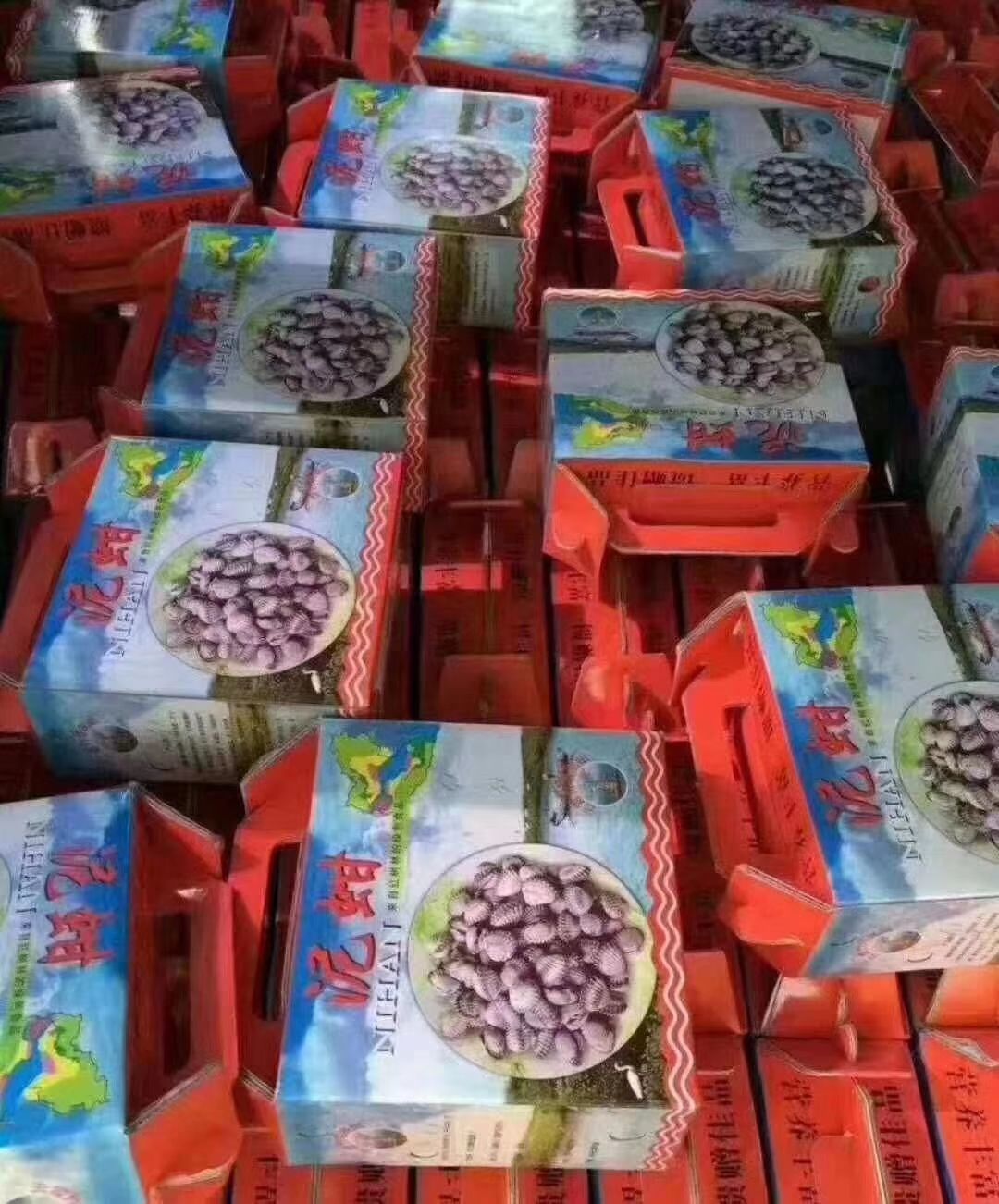 红贝 福建漳州血蛤  诏安产地