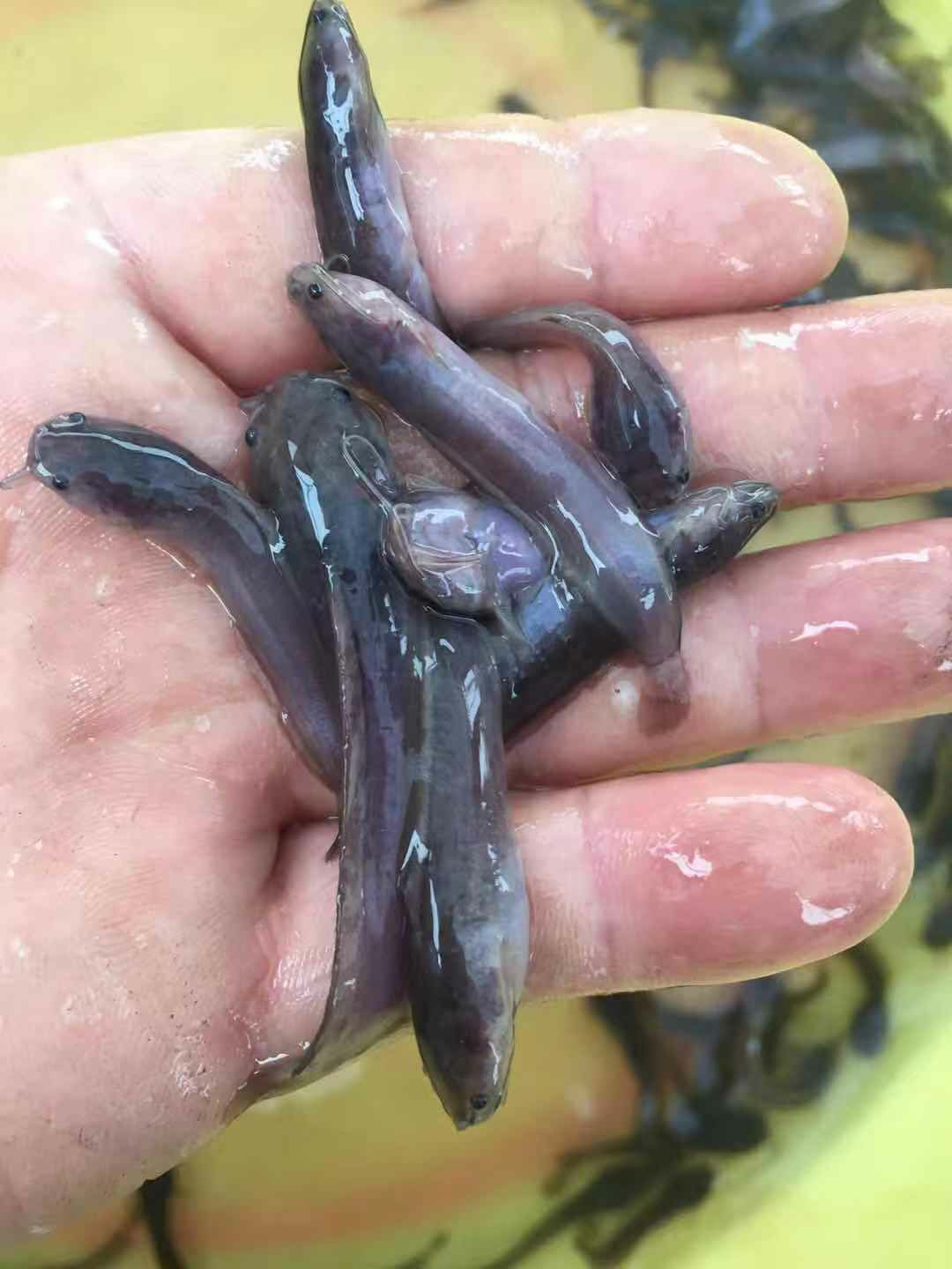  杂交三黄塘鲺鱼苗  本地塘鲺鱼苗  塘角鱼苗+供应水花