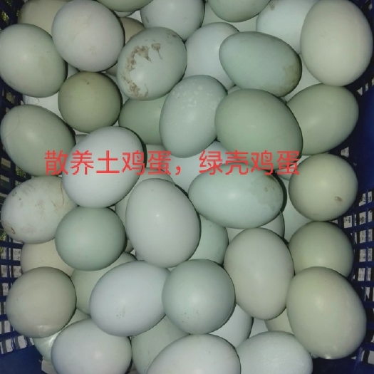 大竹县土鸡蛋 果园散养土鸡，绿壳，饲养玉米，稻谷，青草，虫子，。