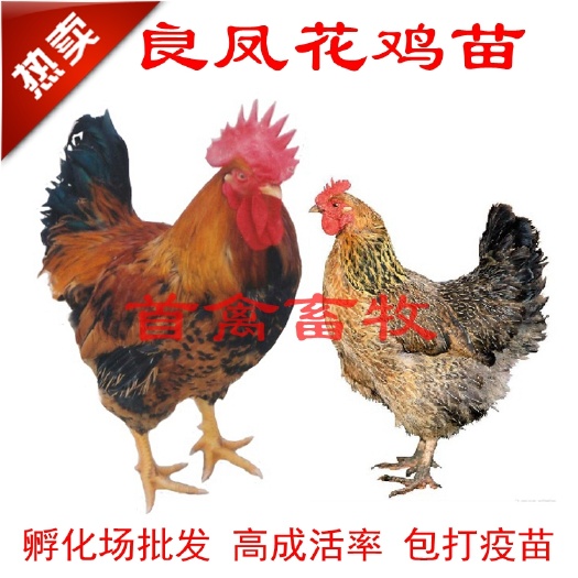 南宁 良凤花鸡苗孵化场直销包运输成活