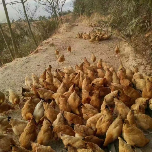 衡阳县 脱温鸡麻鸡苗土鸡苗三黄鸡苗品种齐全包疫苗包活包邮