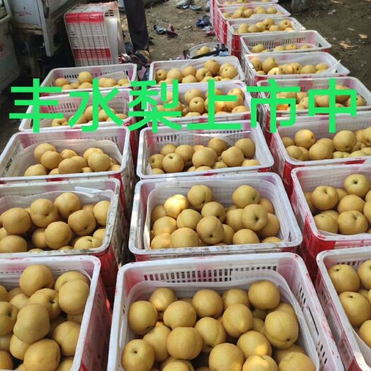 冠县 丰水梨，绿宝石梨，秋月梨，黄金梨。货量充足，欢迎来采购。