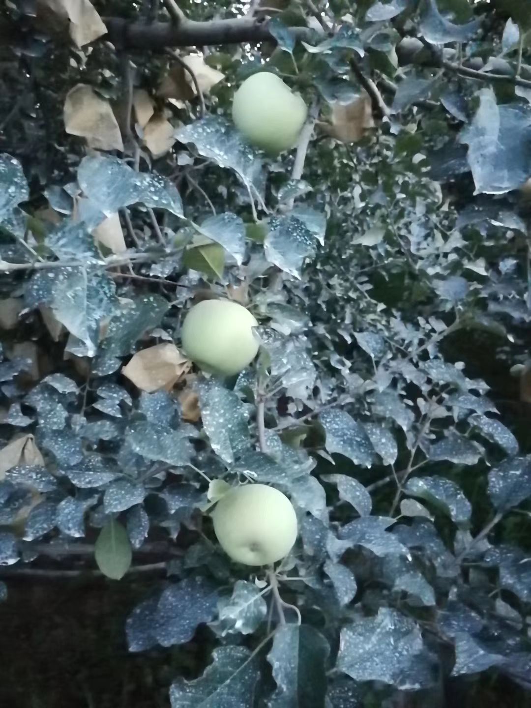  洛川苹果年货