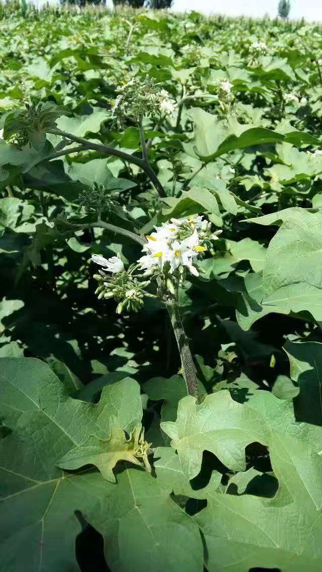 茄子苗 野生水茄种子