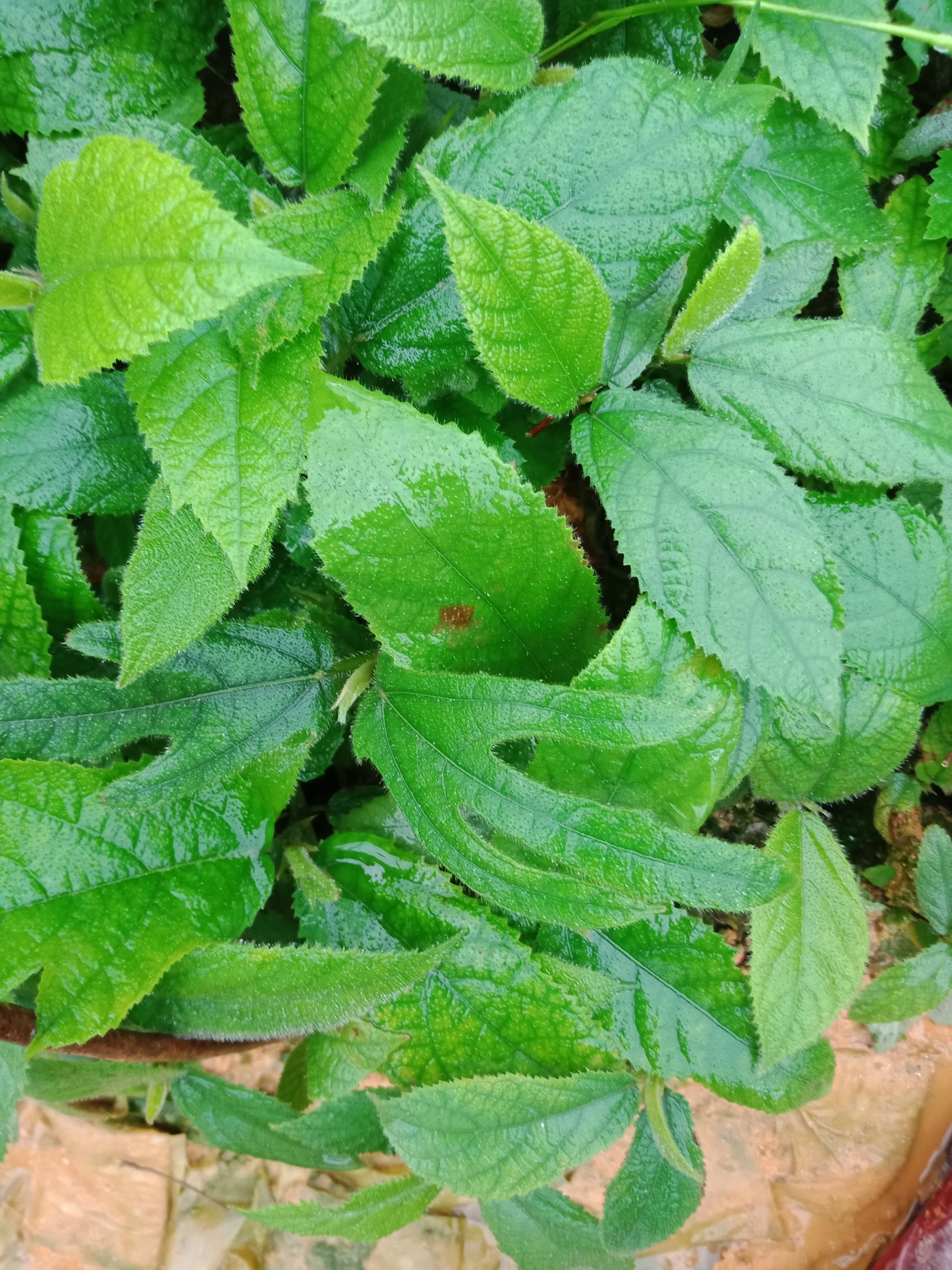 五指毛桃苗  带营养袋发货种植的！