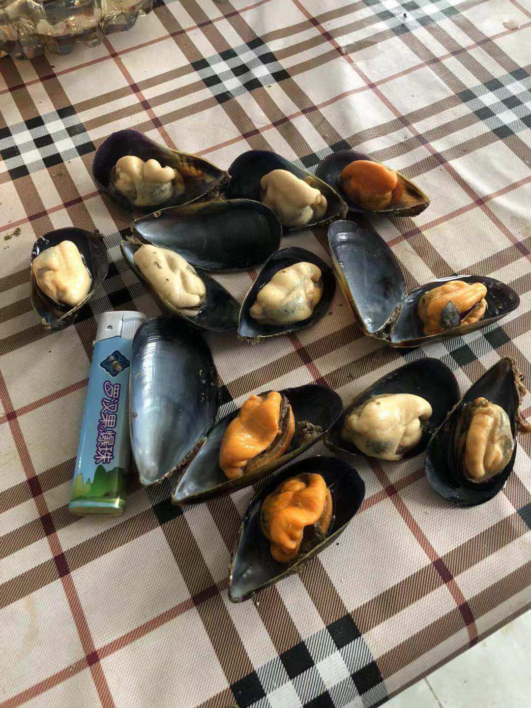  日照本地淡菜(海虹)