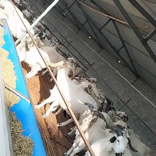 唐河县 精品藏羊