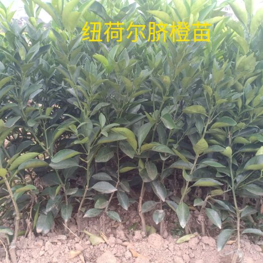 荔浦市纽荷尔脐橙苗 纽荷尔脐橙，阿尔及利亚夏橙，佛罗斯特夏橙，伦晚