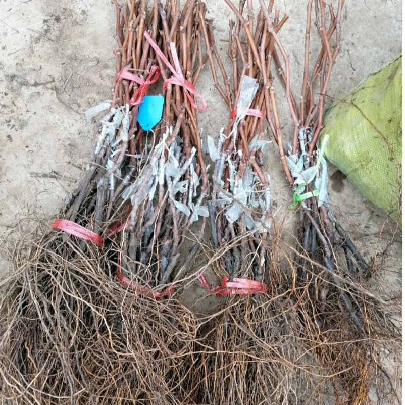 葡萄苗 阳光玫瑰葡萄苗 嫁接葡萄苗 基地直发