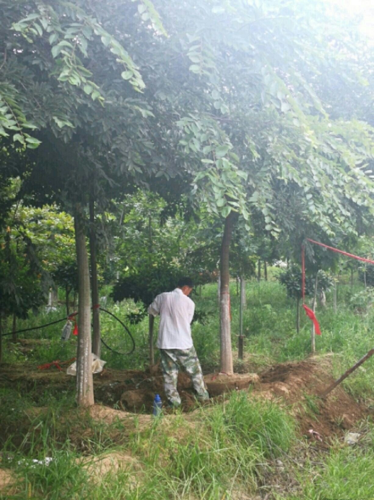  供应朴树4一30公分粗 丛生朴树大小规格齐全园林绿化树行道