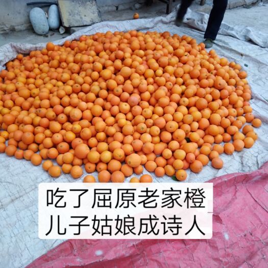 秭归县秭归脐橙 屈原诞生地伦晚