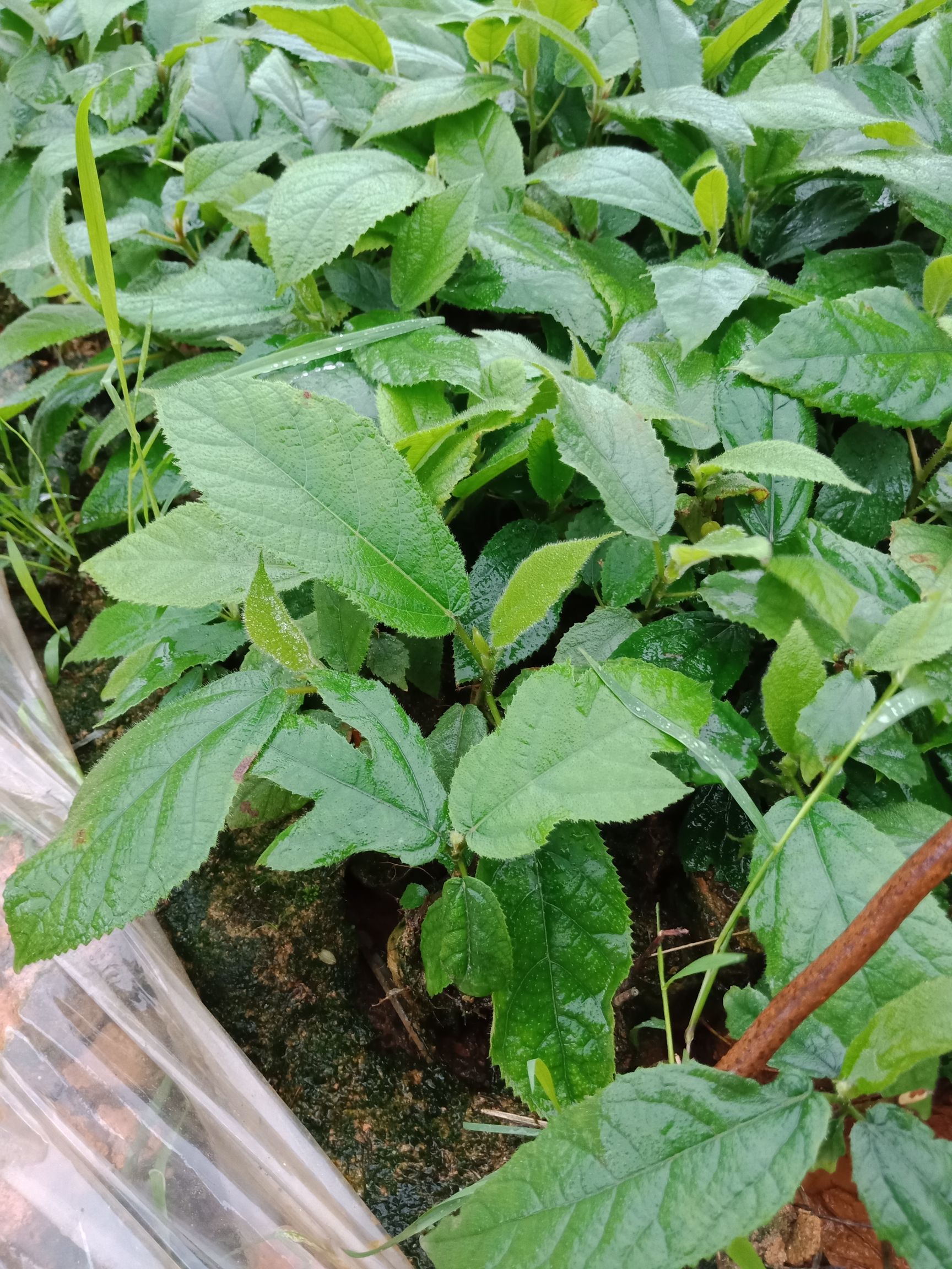 五指毛桃苗  带营养袋发货种植的！