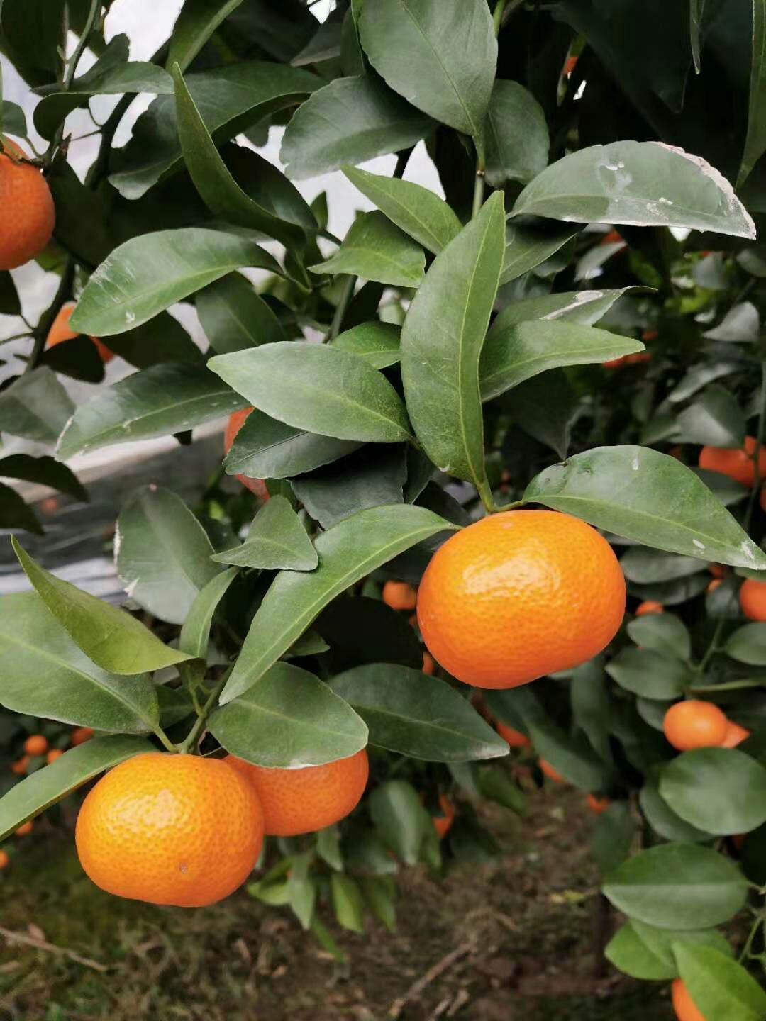 柑橘蜜 盒装 1年 80%以上