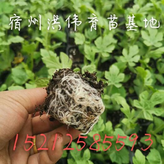 宿州 龙卷风西瓜苗