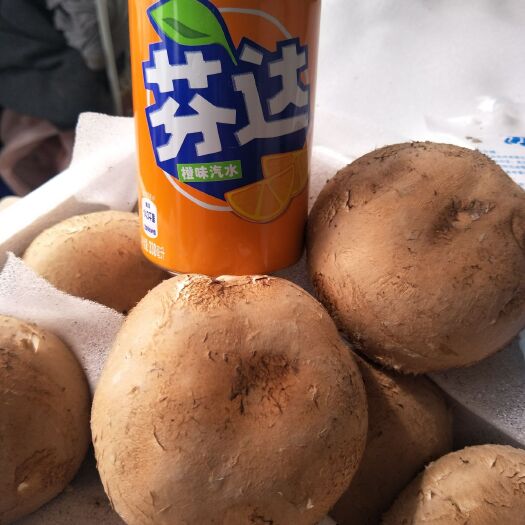 平度市褐蘑 牛排菇批发，欢迎量大的客户联系