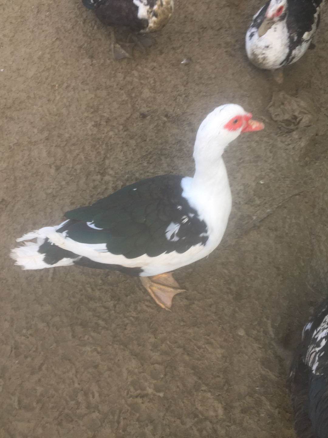  一百七十天的火鸭，个个大红脸！