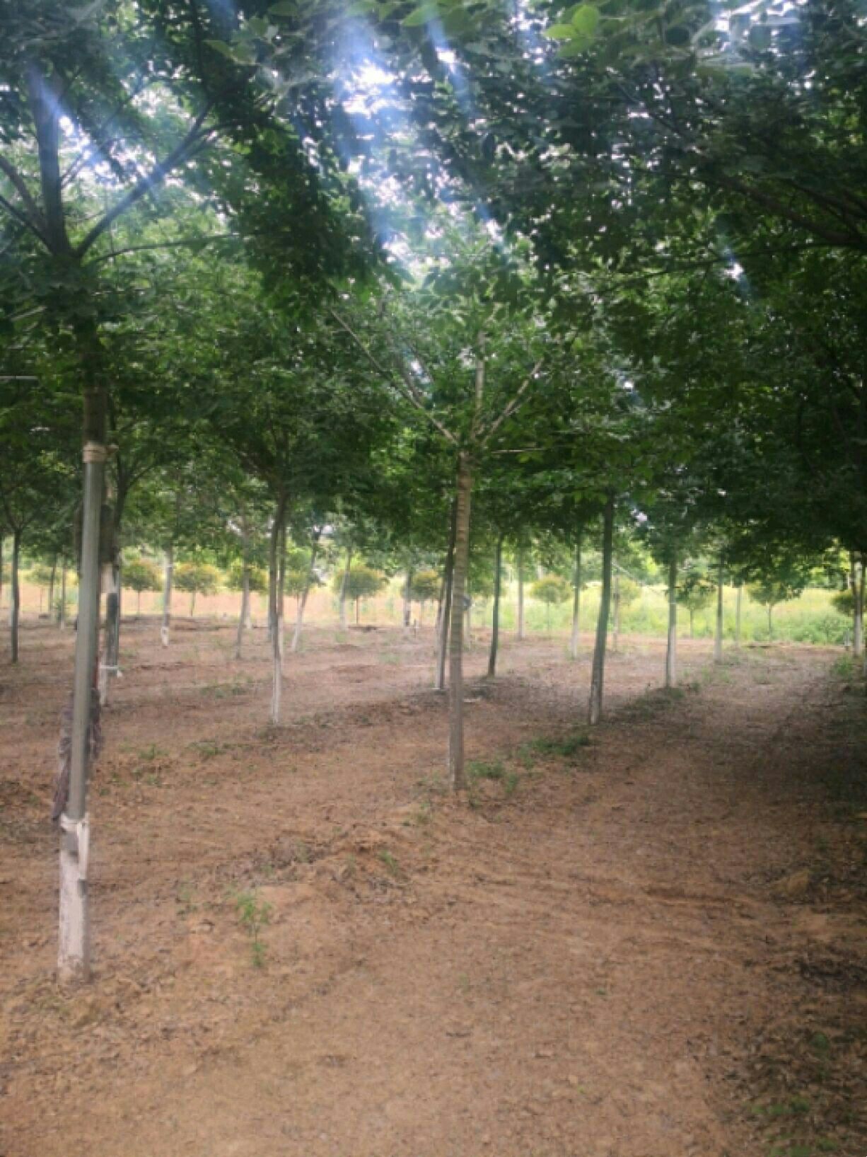  供应朴树4一30公分粗 丛生朴树大小规格齐全园林绿化树行道