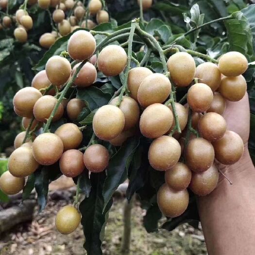 灵山县鸡心黄皮苗 黄皮品种，黑黄皮，鸡心黄皮，白糖黄皮，出世甜黄皮，无核黄皮等