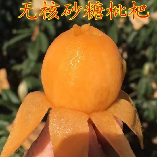 大红袍枇杷苗 枇杷苗嫁接大五星特大无核南方北方种植盆栽白玉琵琶树苗当年结果