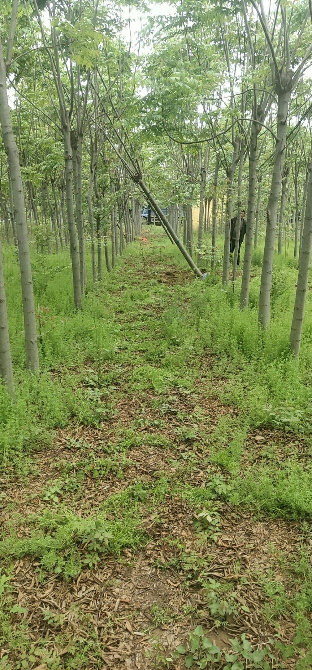  基地供应4一20公分粗黄山栾树北栾树园林绿化行道树庭院植物