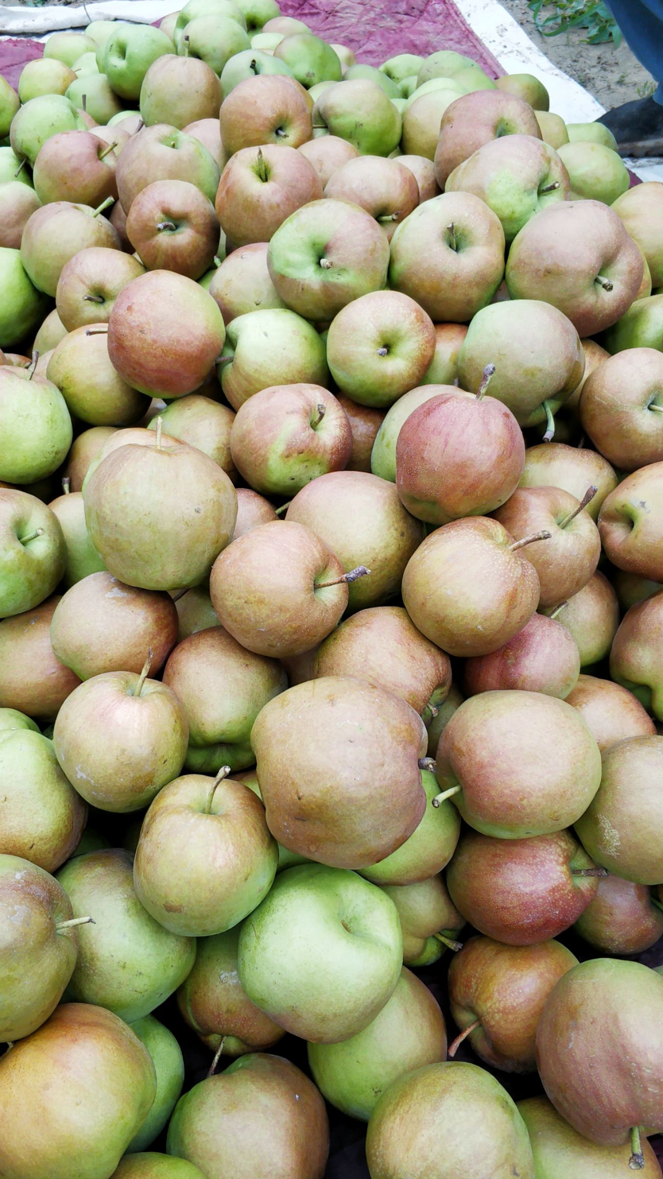 新鲜水果正宗玉露香梨批发薄皮酥脆汁水丰富带皮吃农场直发