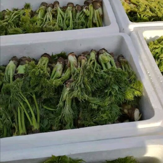 尚志市刺老芽 刺嫩芽