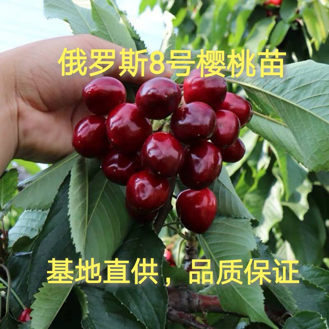 俄罗斯8号樱桃苗，抗寒，丰产，果肉甜香味浓，6月上旬成熟
