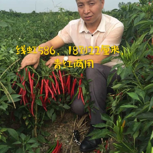 海口线椒种子 高产抗病顺直光滑硬度高，线红586，厂家直销