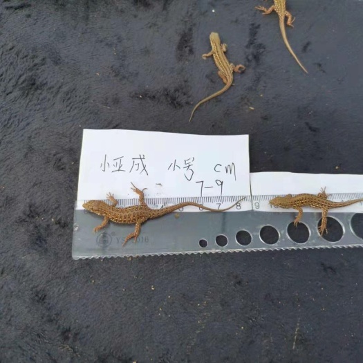 望奎县养殖大棚骨架 麻蜥，不论大小，可做蛇饲料干净无病，付运费免费送带盒子
感兴