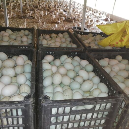 柘城县 常年大量供应红心鲜鸭蛋