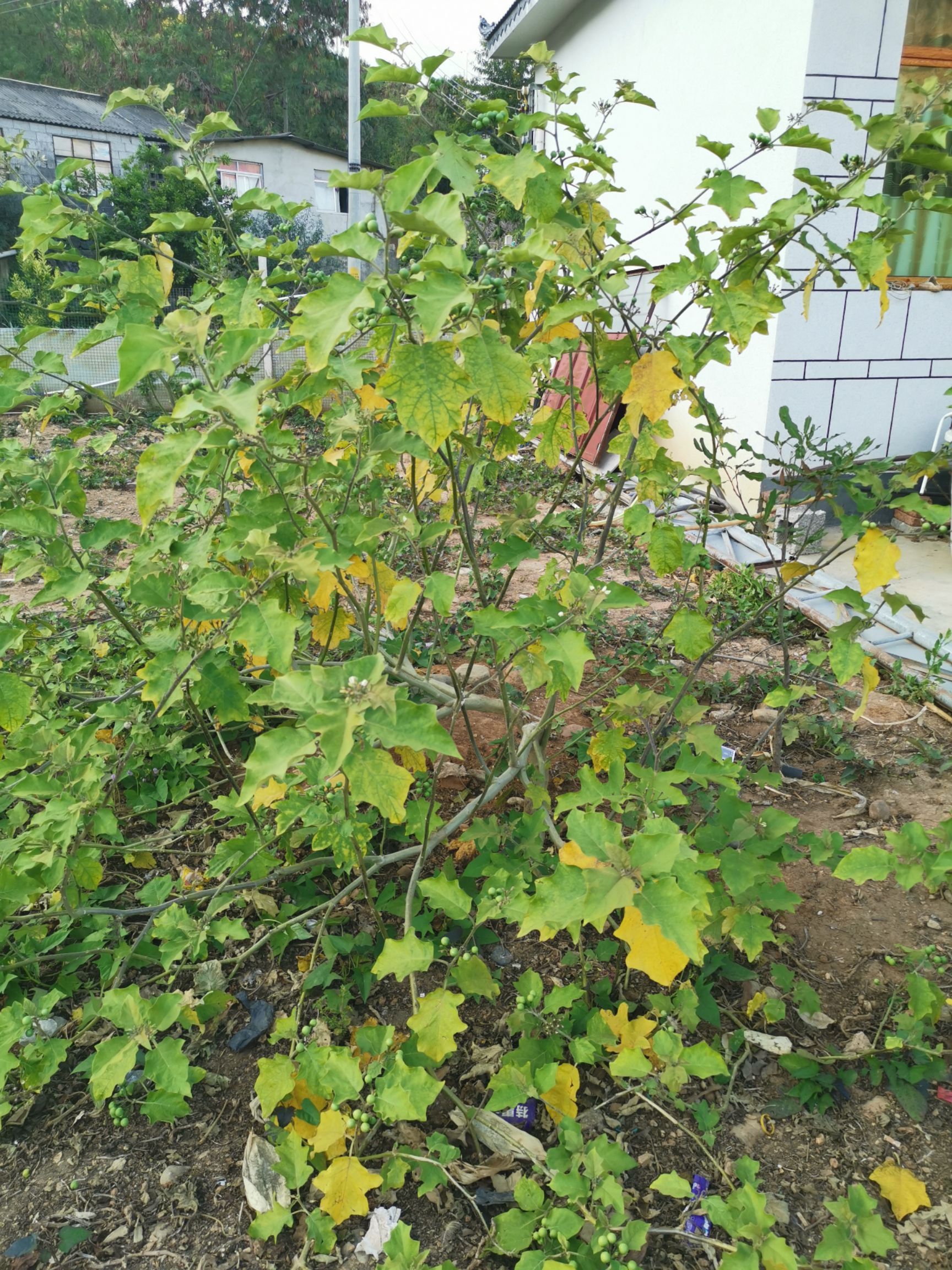 茄子苗 野生水茄种子