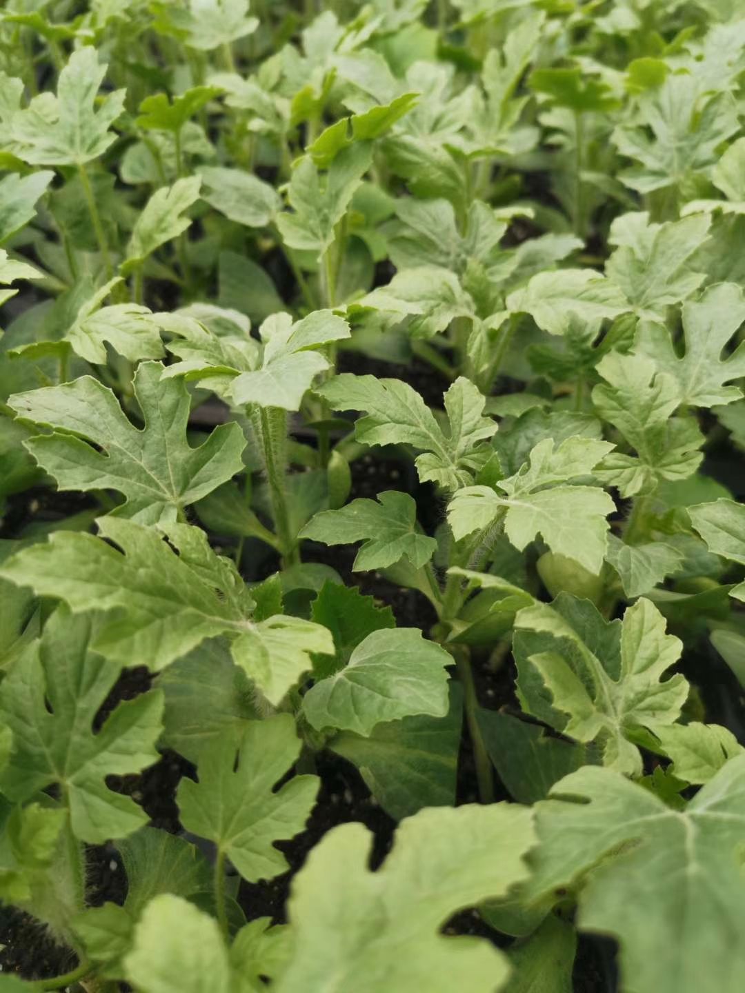 龙卷风西瓜苗  宿州洪伟育苗基地，诚信经营，顾客至上！