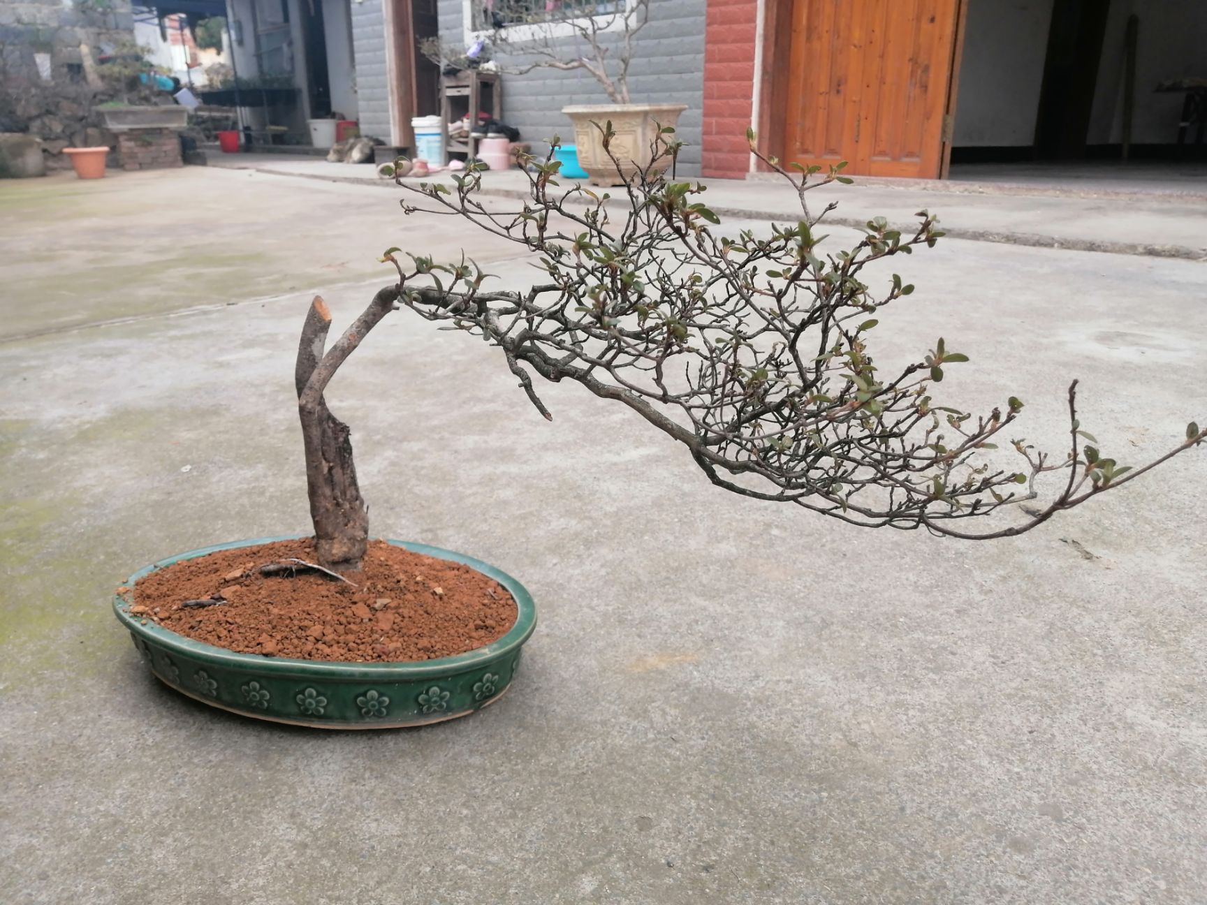 景观盆栽 古木苍劲