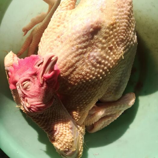 白条鸡 农家散养土鸡现卖现杀无药残吃粮食长大绿色无公害食品
