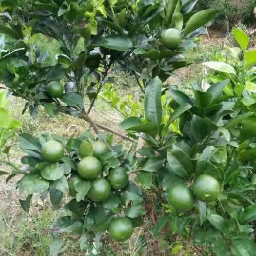 灵山县红心橙苗