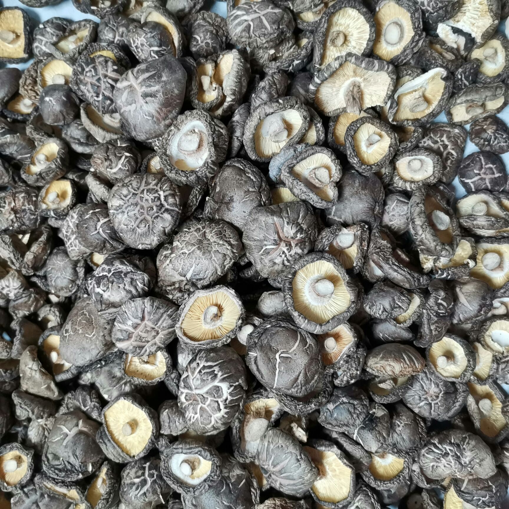 精选茶花菇，木柴烘干，大小均匀，腿短肉厚，味道鲜美，欢迎下单