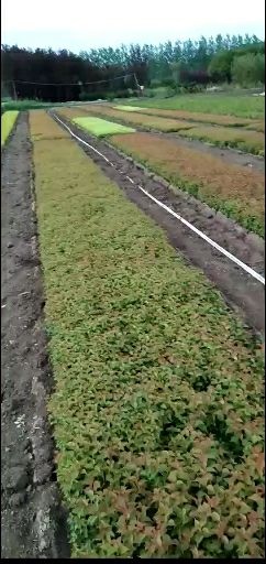 白梅  红梅，绿梅，宫粉，龙游梅，朱砂梅等等多个品种的梅花苗需要联系