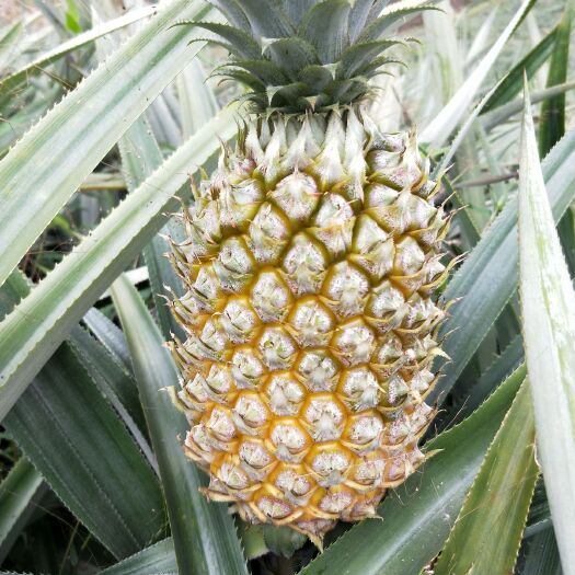 河口县 河口香菠萝量大从优。