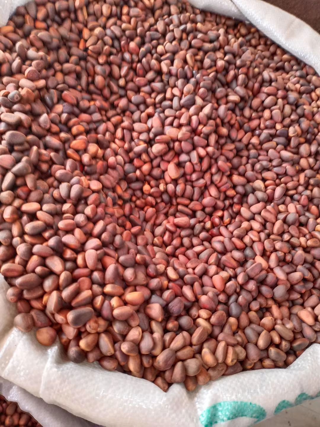 东北特产大兴安岭盐水煮俄罗斯野生雪松子咸味散装