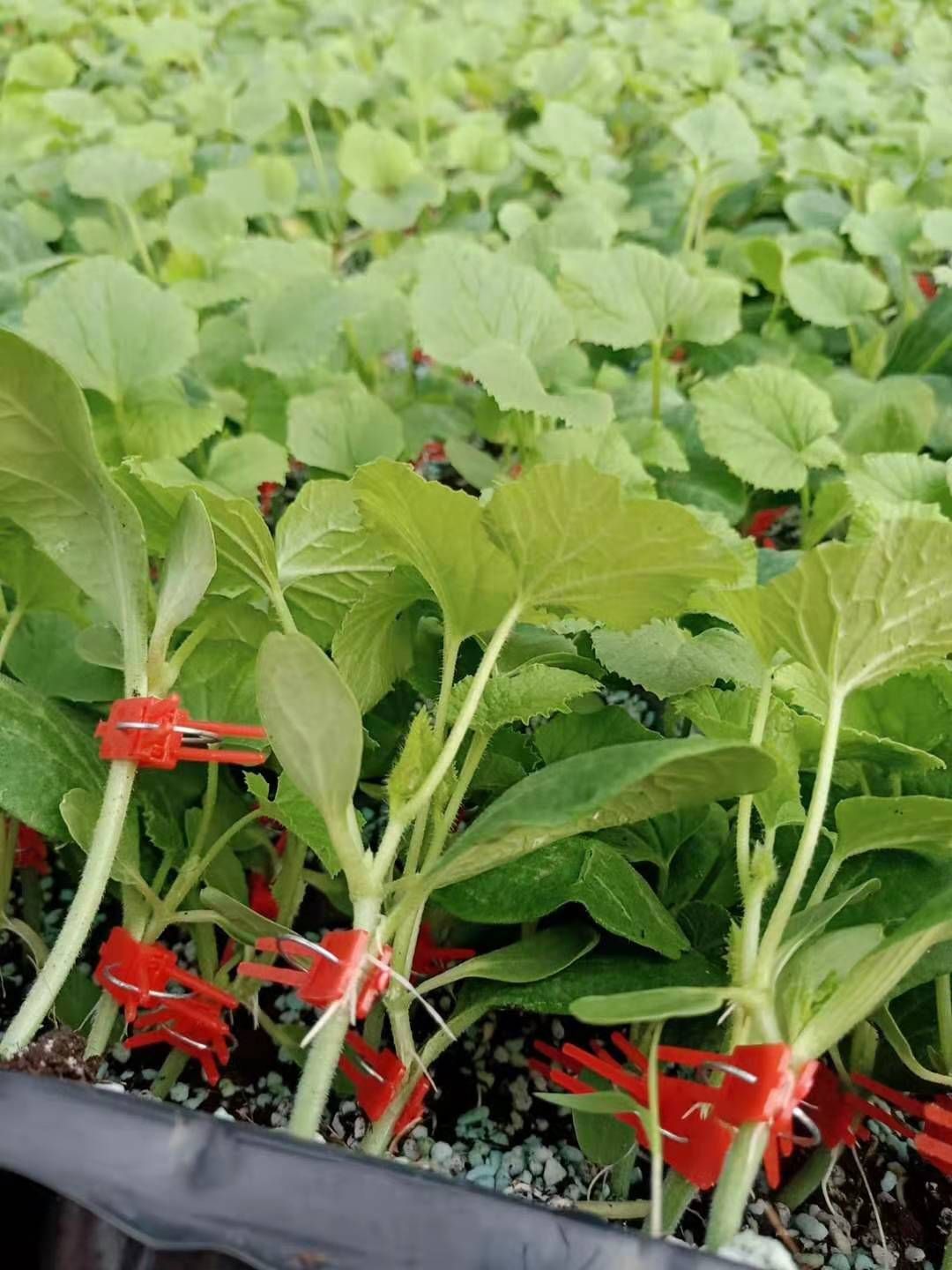 大量甜瓜苗，博洋6.博洋9，各种甜瓜苗