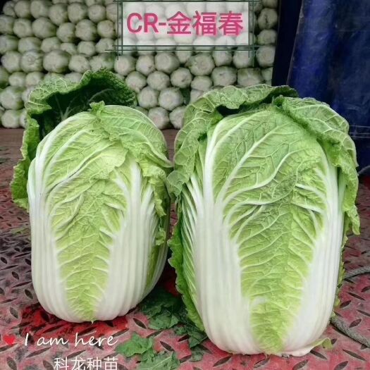 黃心白菜種子  CR金福春