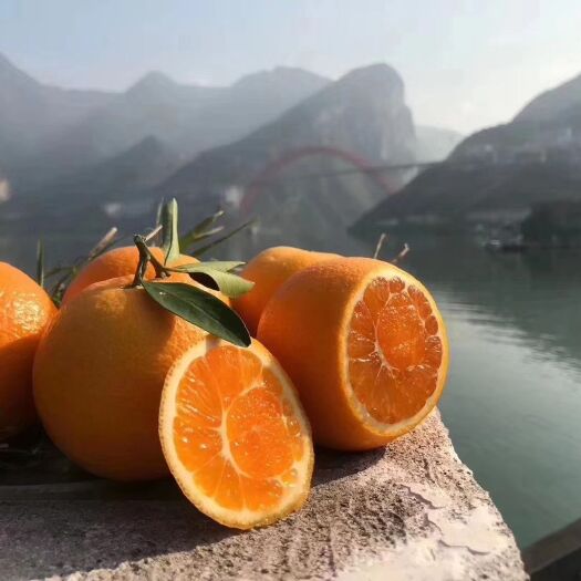 石门县 石门蜜橘