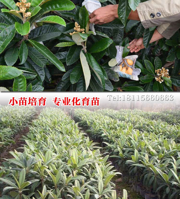 大红袍枇杷苗 枇杷苗嫁接大五星特大无核南方北方种植盆栽白玉琵琶树苗当年结果