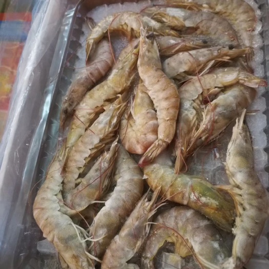 郑州小青龙虾 欢迎购买