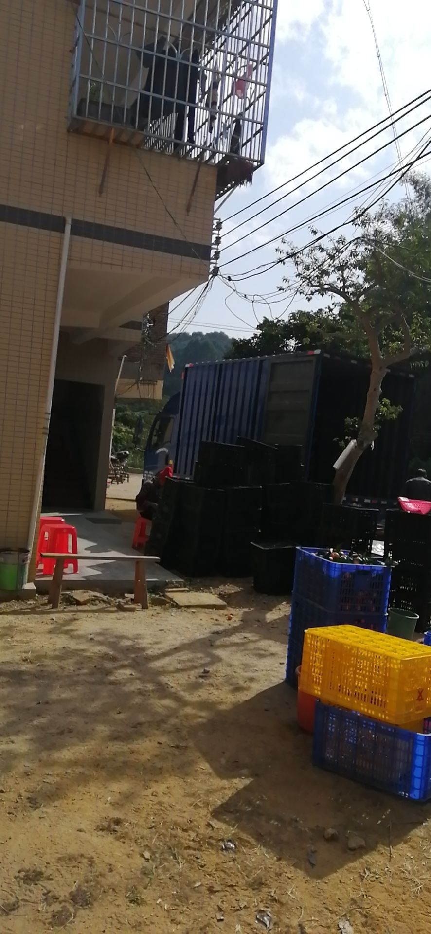 沙糖桔 新摘一等沙糖桔