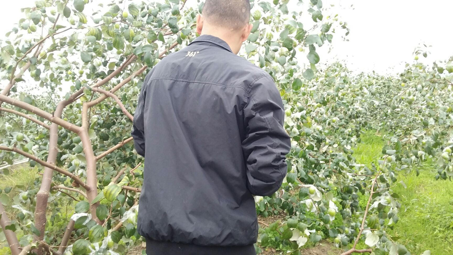 青枣 质量保证，大量上市，欢迎老板到果园采购。
