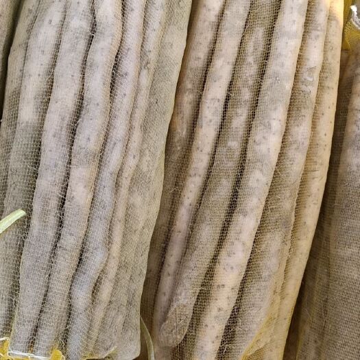 蠡县小白嘴山药  大量供应